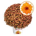 Afbeelding van Bolchrysant P19 Orange